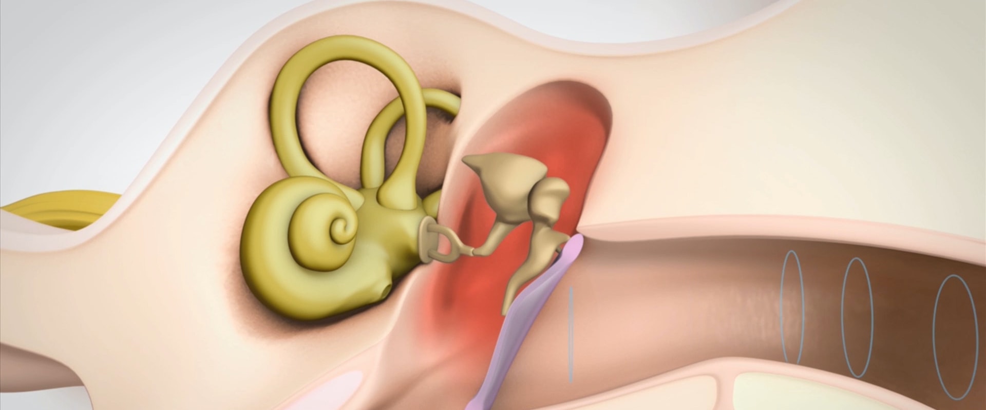 What are the 4 types of hearing?