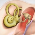 What are the 4 types of hearing?